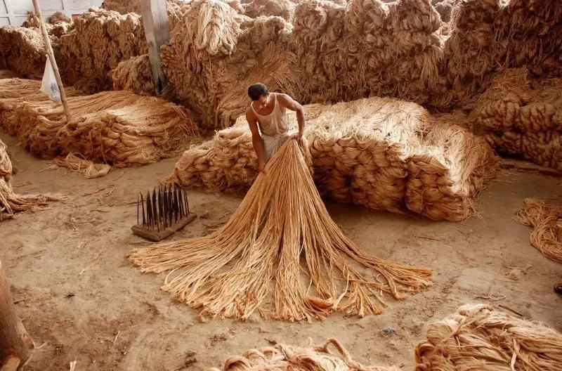 Классификация джута